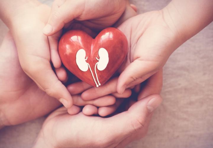 Child and adult hands holding read heart with kidneys painted on