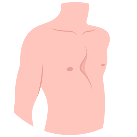 illustration of inward chest