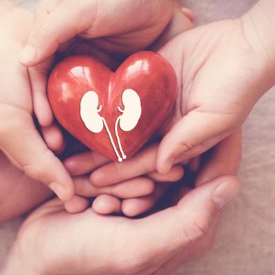 Child and adult hands holding read heart with kidneys painted on