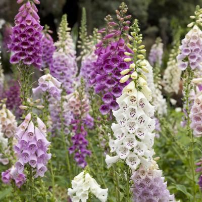 Foxglove flowers in a field- pediatric brain tumor, medulloblastoma, clinical trial with drug from plant.